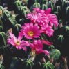 echinocereus_morricallii_1